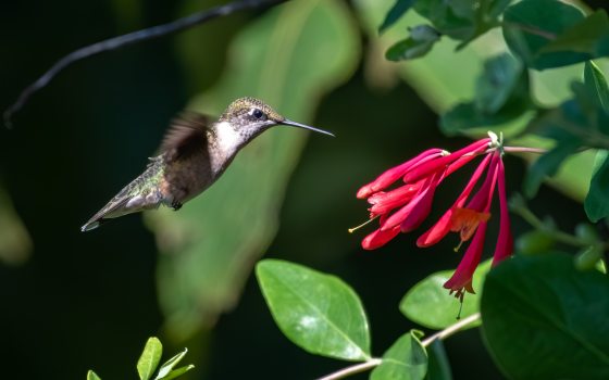 A brown and white hummingbird in air approaching a pink flower. 